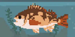 カサゴ - SUMMER-夏の14日-