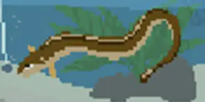 アナゴ - SUMMER-夏の14日-